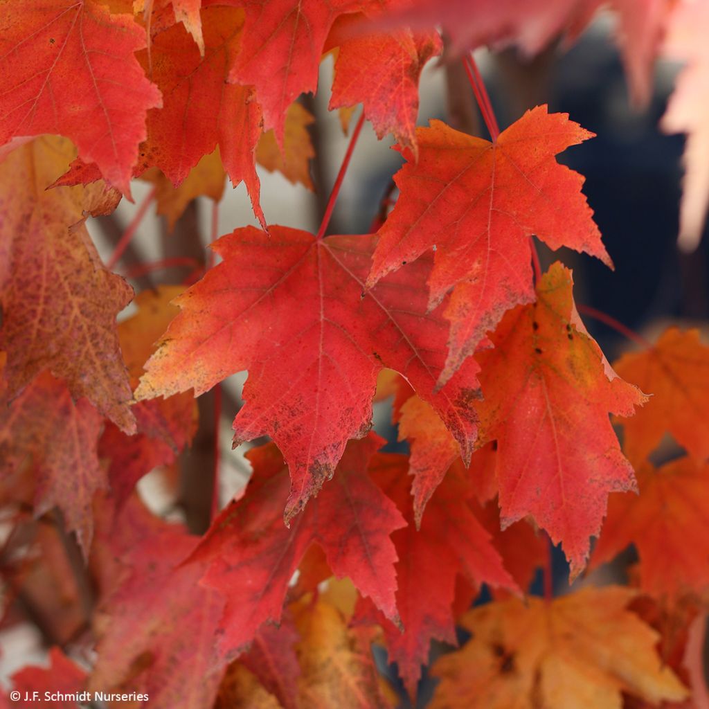 Acer rubrum Armstrong Gold - Erable rouge