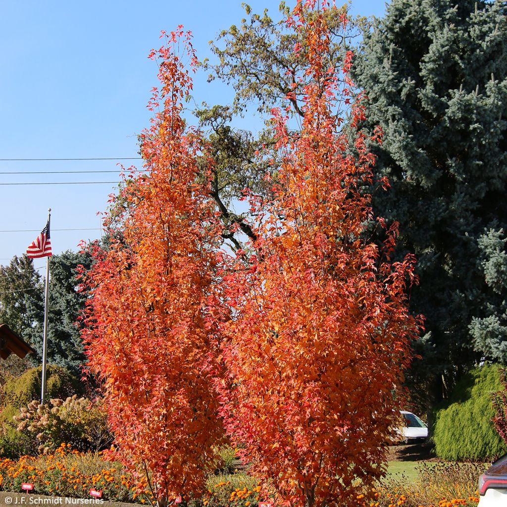 Rot-Ahorn Armstrong Gold - Acer rubrum