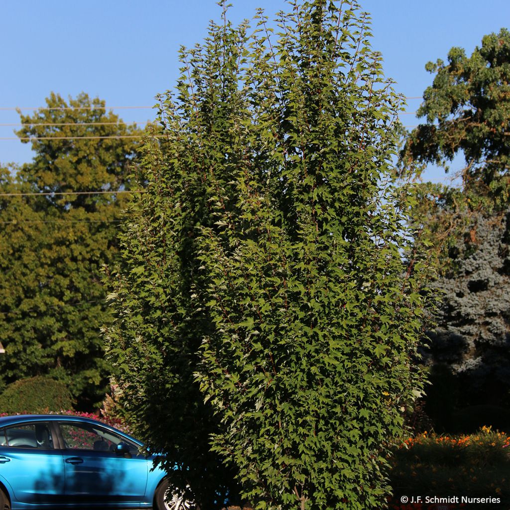 Rot-Ahorn Armstrong Gold - Acer rubrum