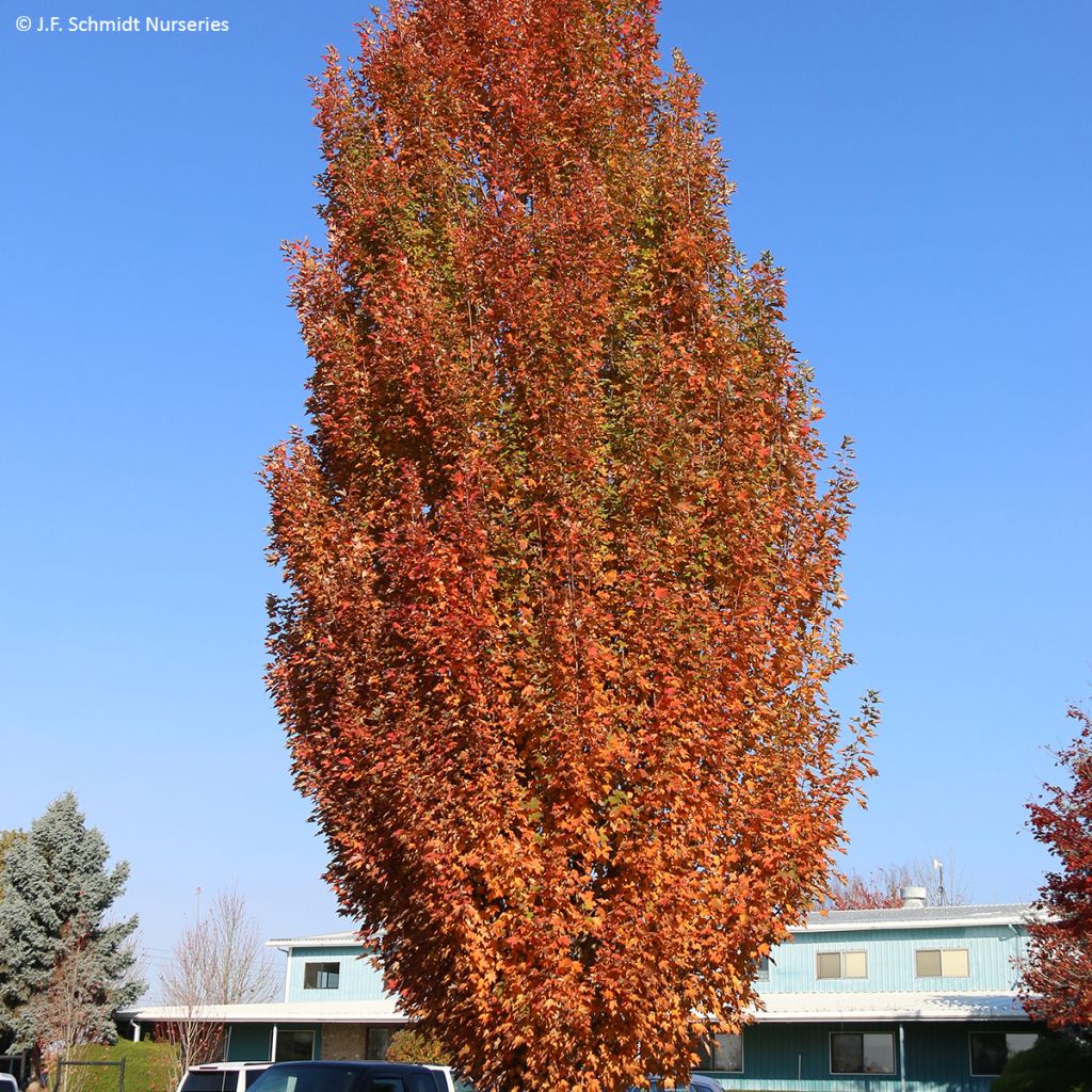 Rot-Ahorn Armstrong Gold - Acer rubrum