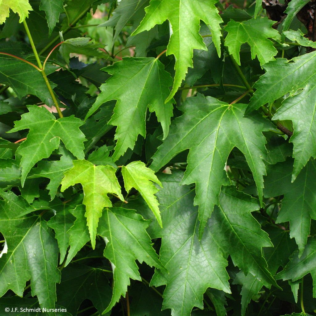 Rot-Ahorn Armstrong Gold - Acer rubrum