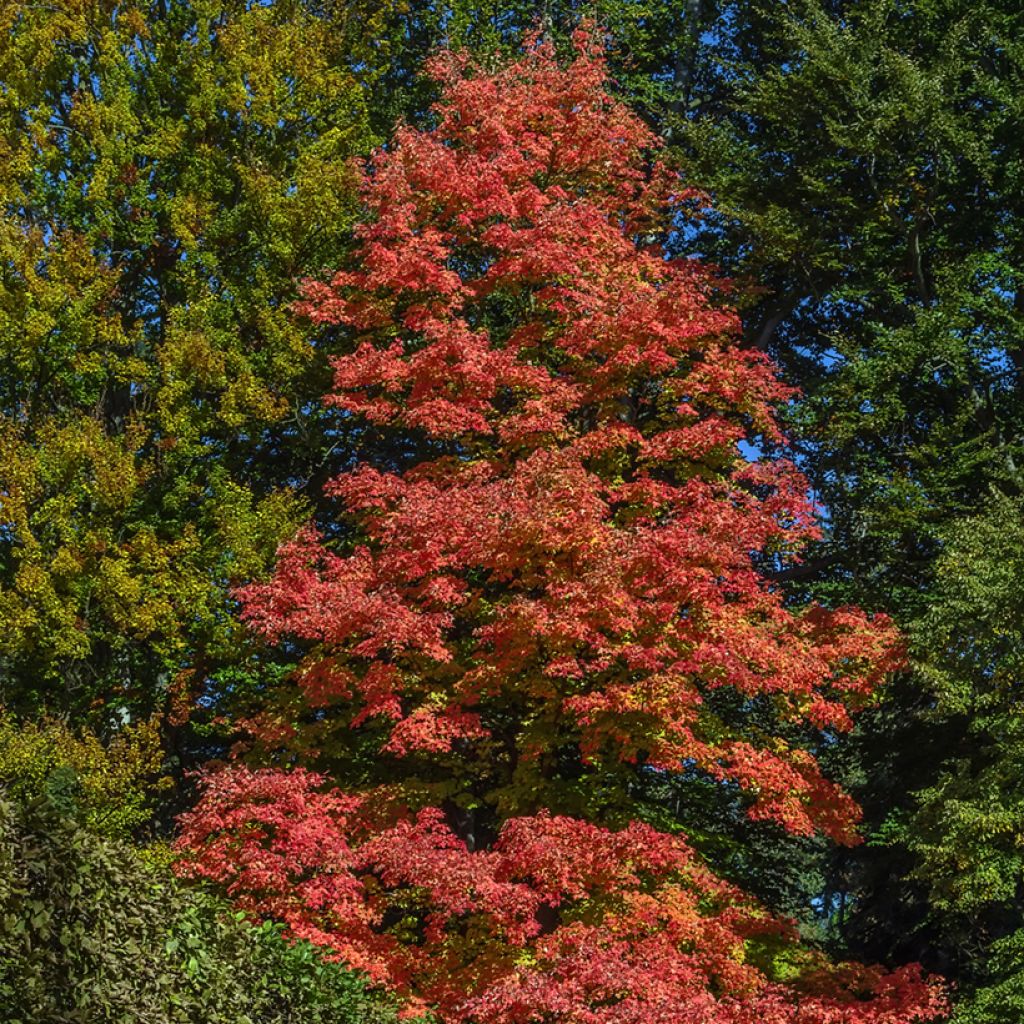 Rot-Ahorn Fairview Flame - Acer rubrum