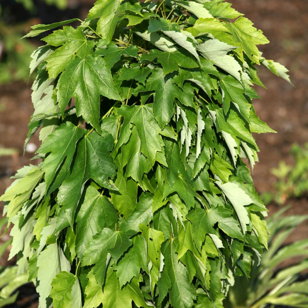 Rot-Ahorn Green Pillar - Acer rubrum