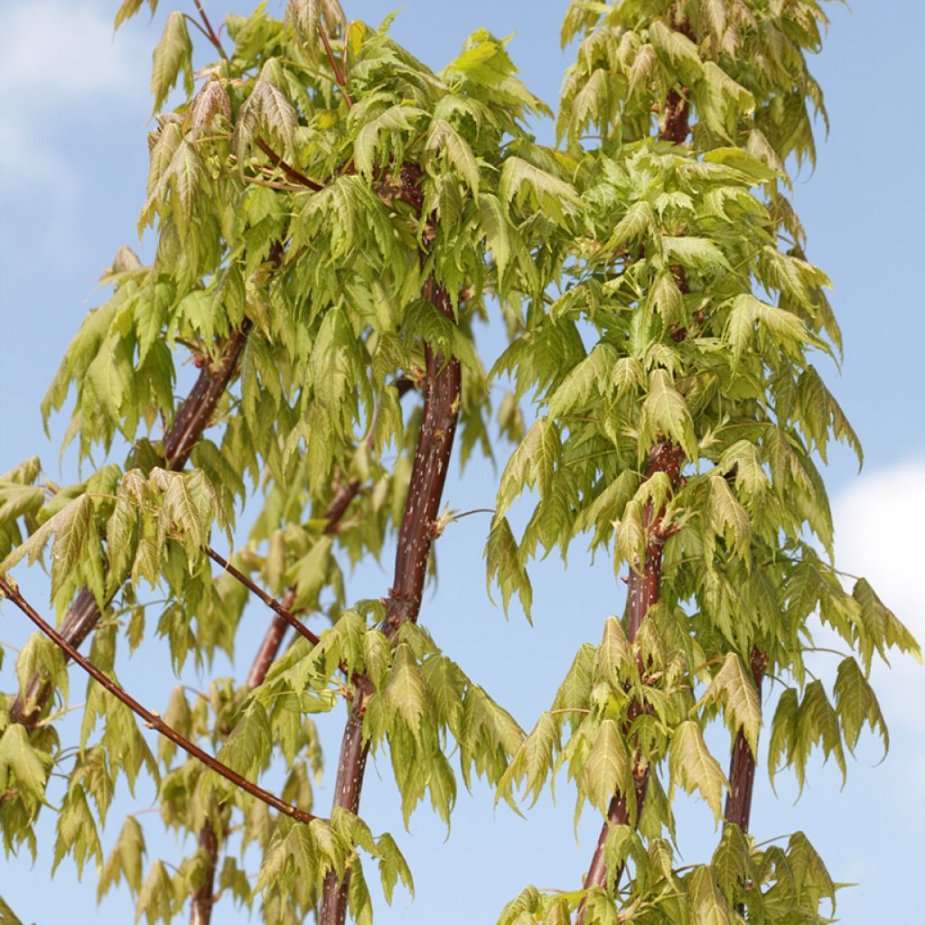 Rot-Ahorn Sekka - Acer rubrum