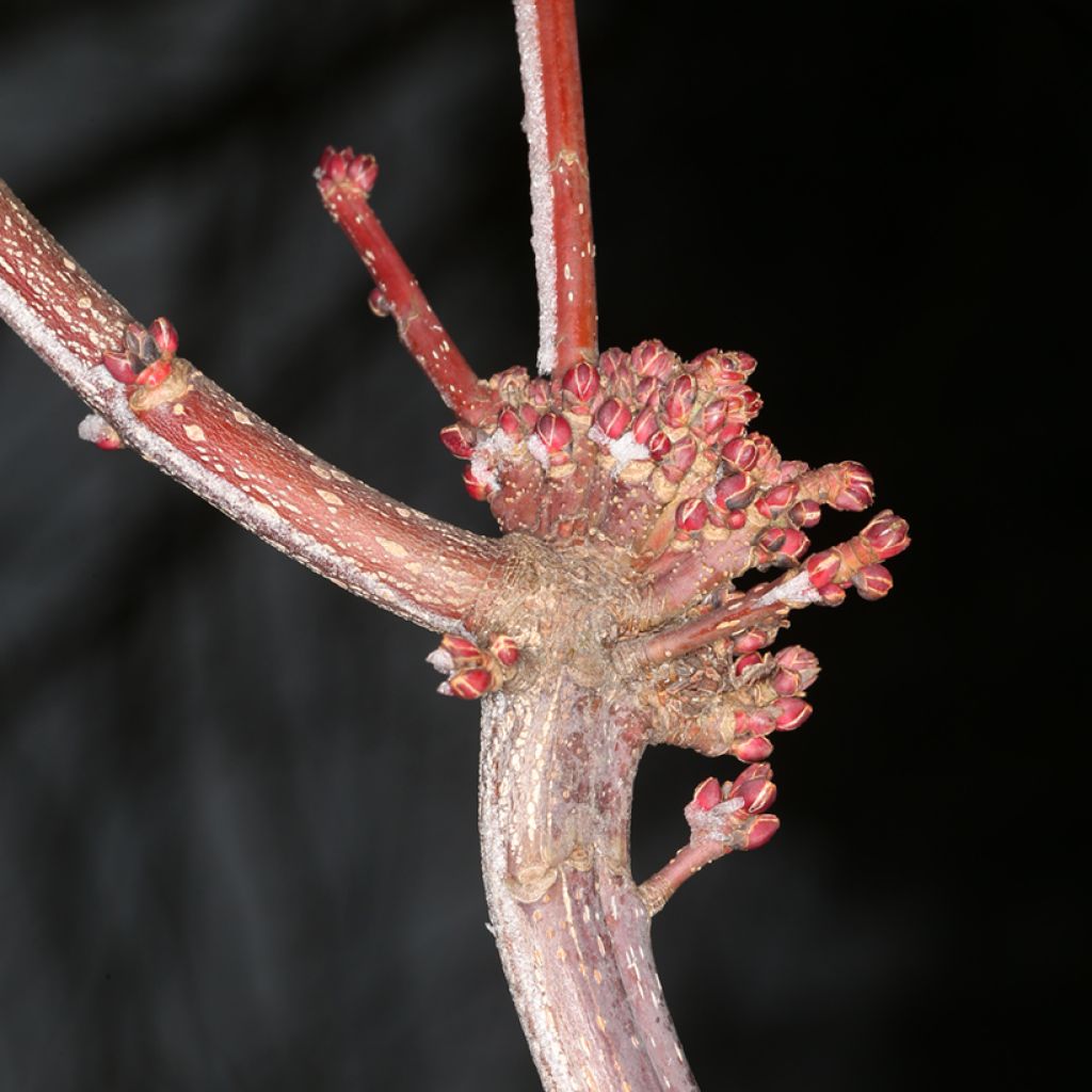 Rot-Ahorn Sekka - Acer rubrum