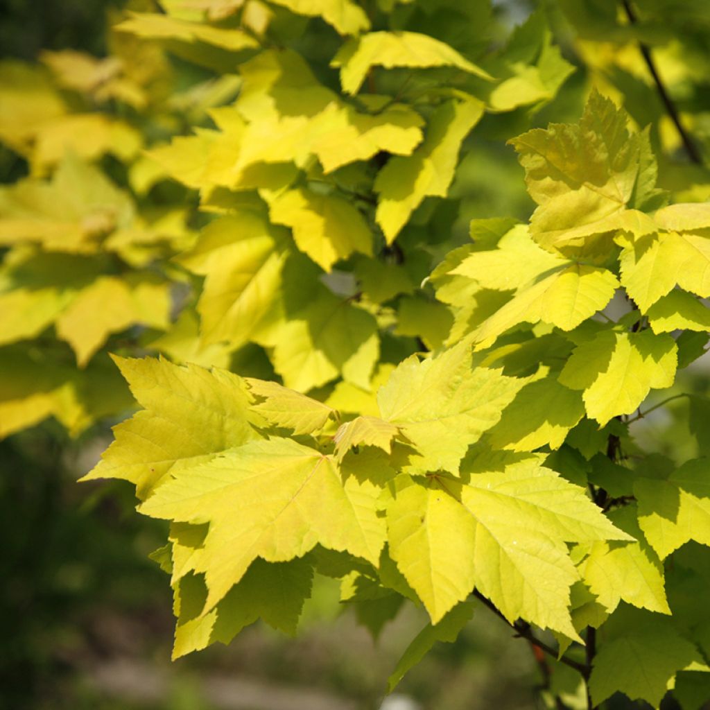 Rot-Ahorn Schocking GoldAcer rubrum