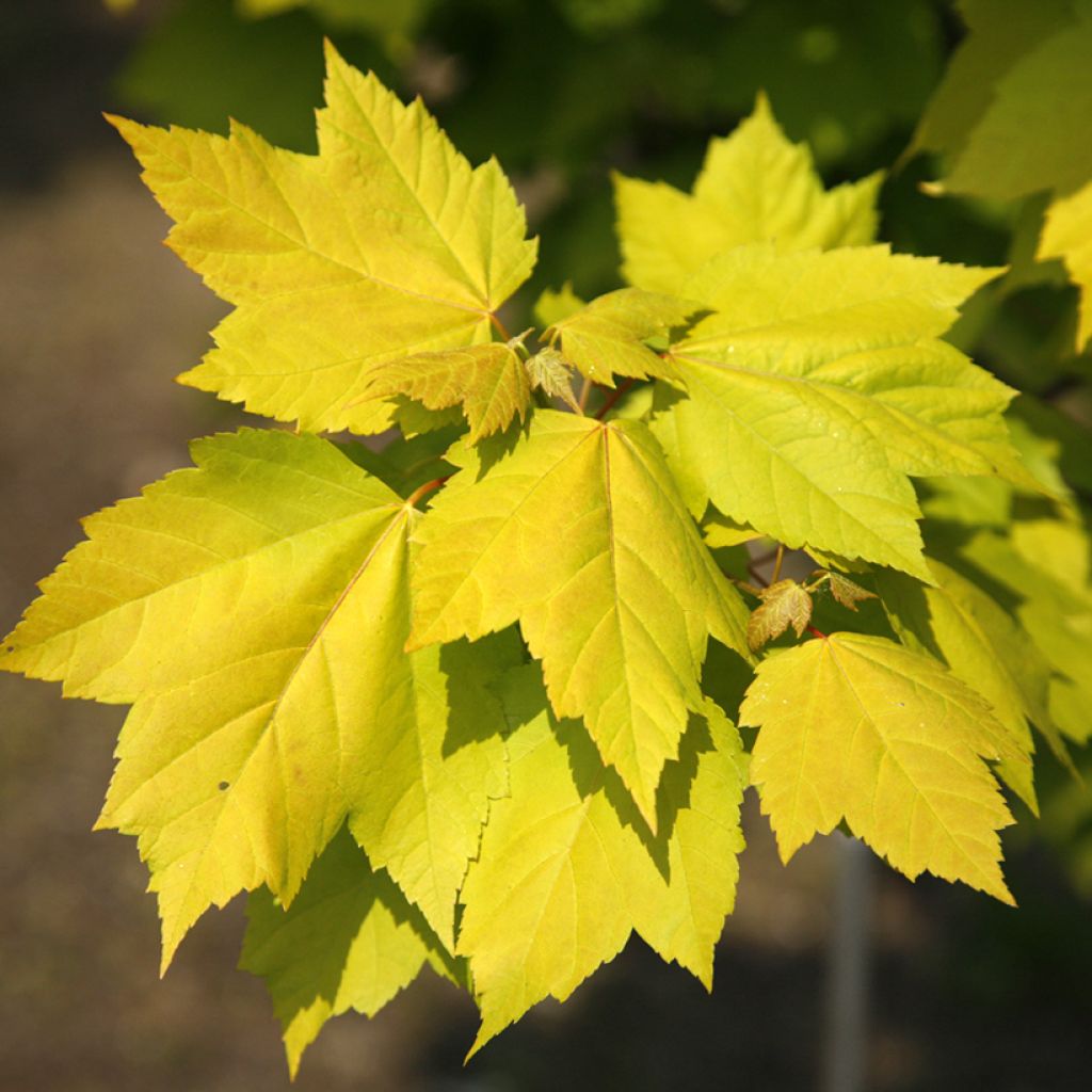 Rot-Ahorn Schocking GoldAcer rubrum