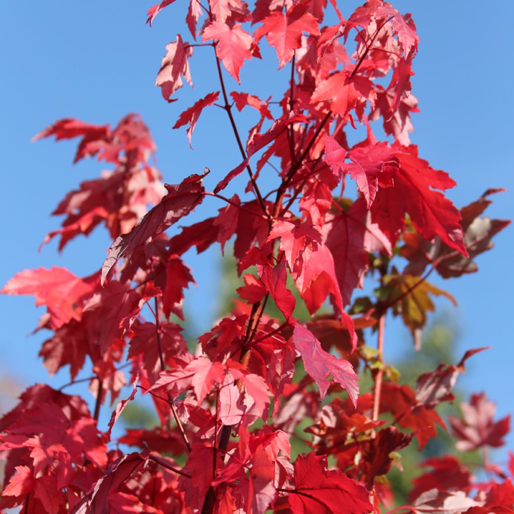 Rot-Ahorn Somerset - Acer rubrum