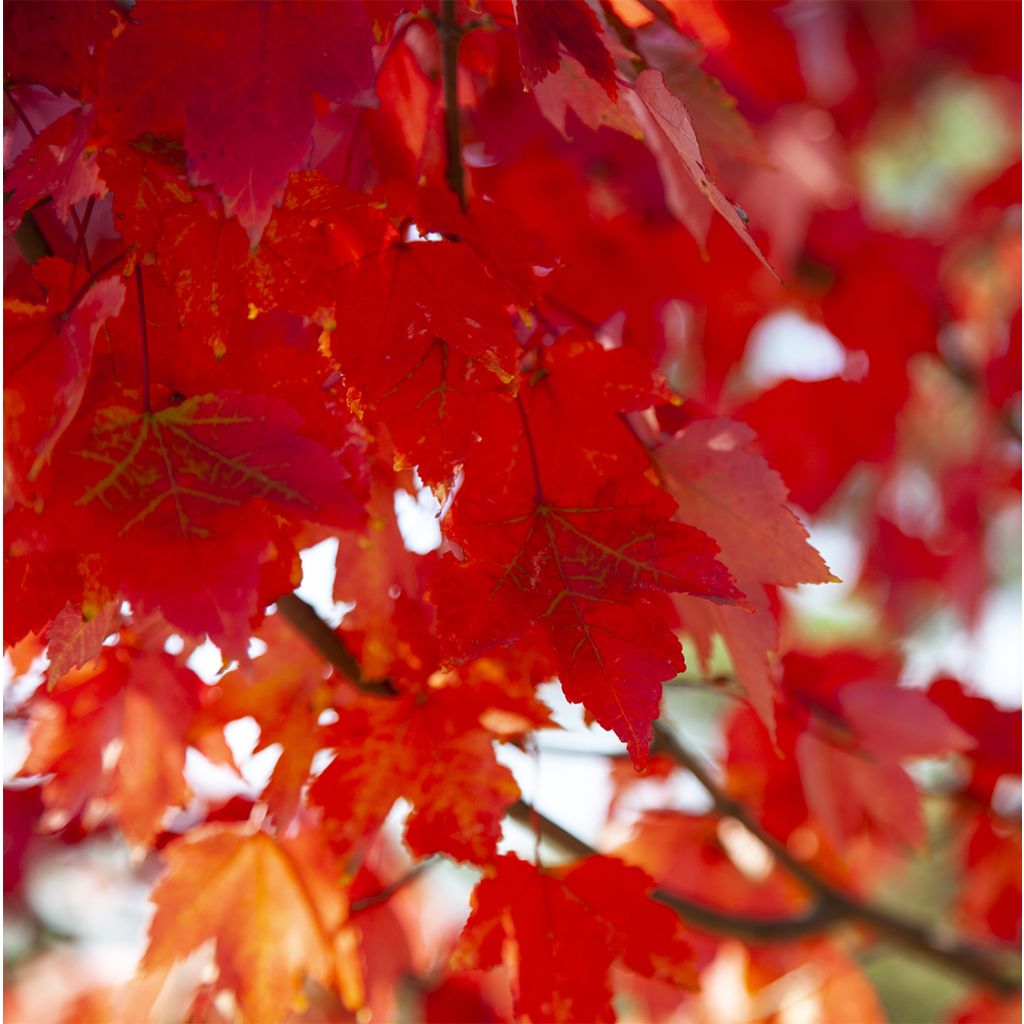 Rot-Ahorn Summer Red - Acer rubrum