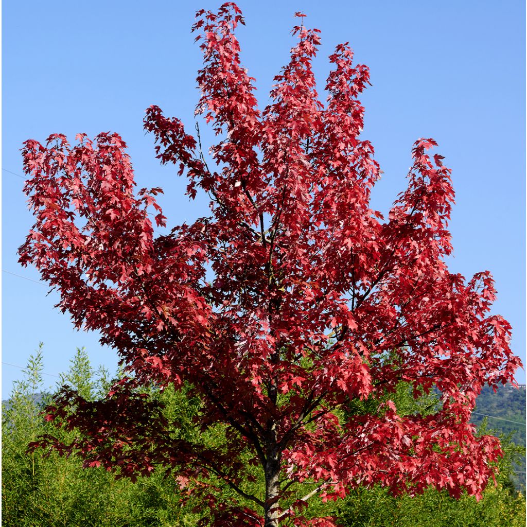 Rot-Ahorn Summer Red - Acer rubrum