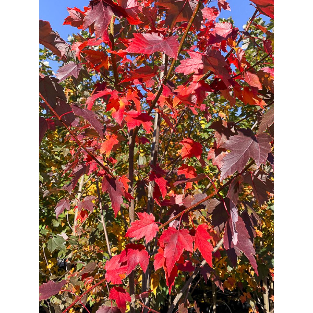 Rot-Ahorn Sun Valley - Acer rubrum