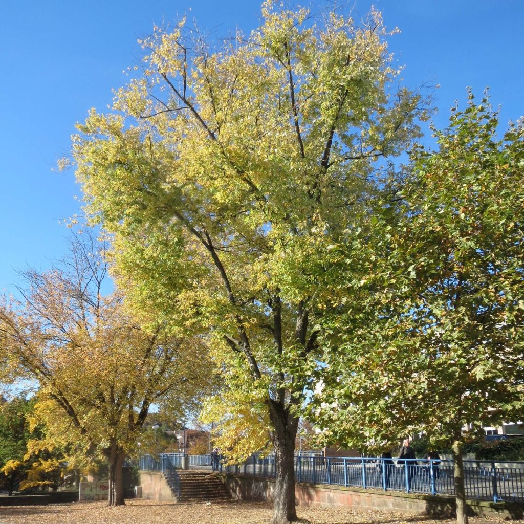 Silber-Ahorn - Acer saccharinum