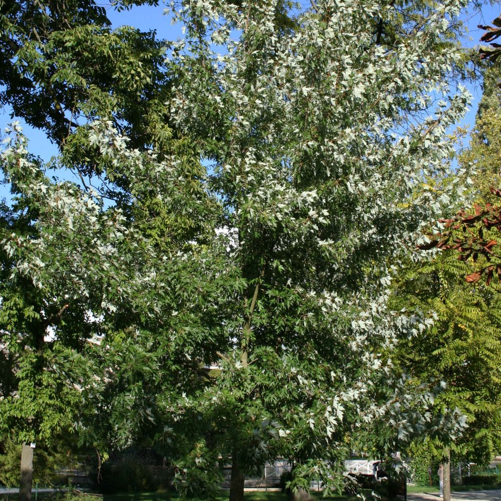 Acer saccharinum Laciniatum Wieri - Érable argenté