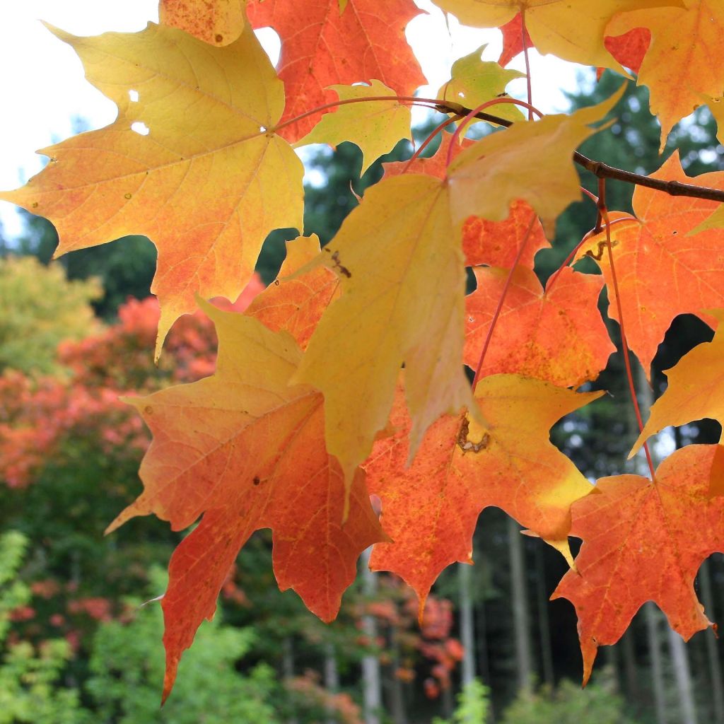 Acer saccharum - Érable à sucre