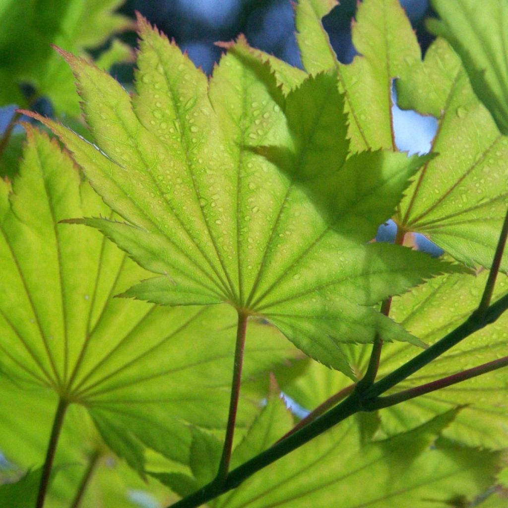 Japanischer Ahorn Aureum - Acer shirasawanum