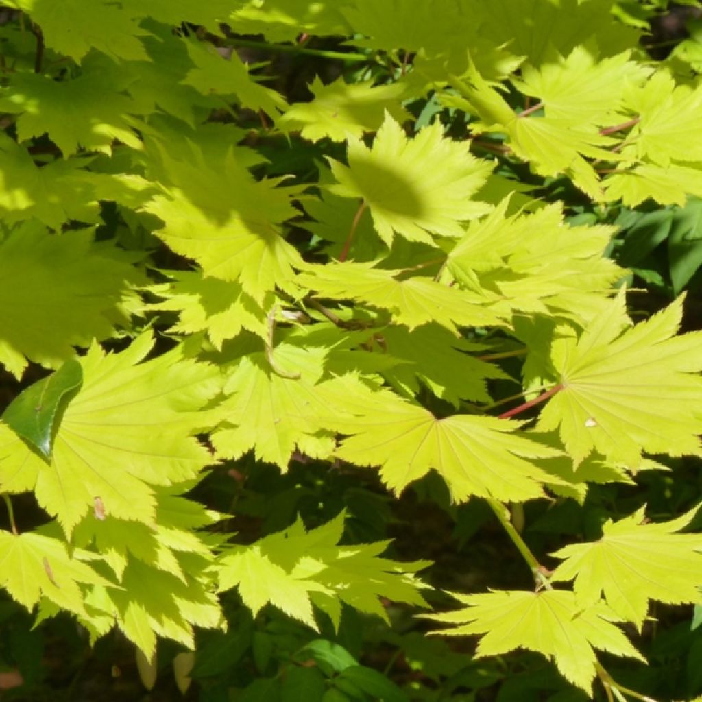 Japanischer Ahorn Aureum - Acer shirasawanum