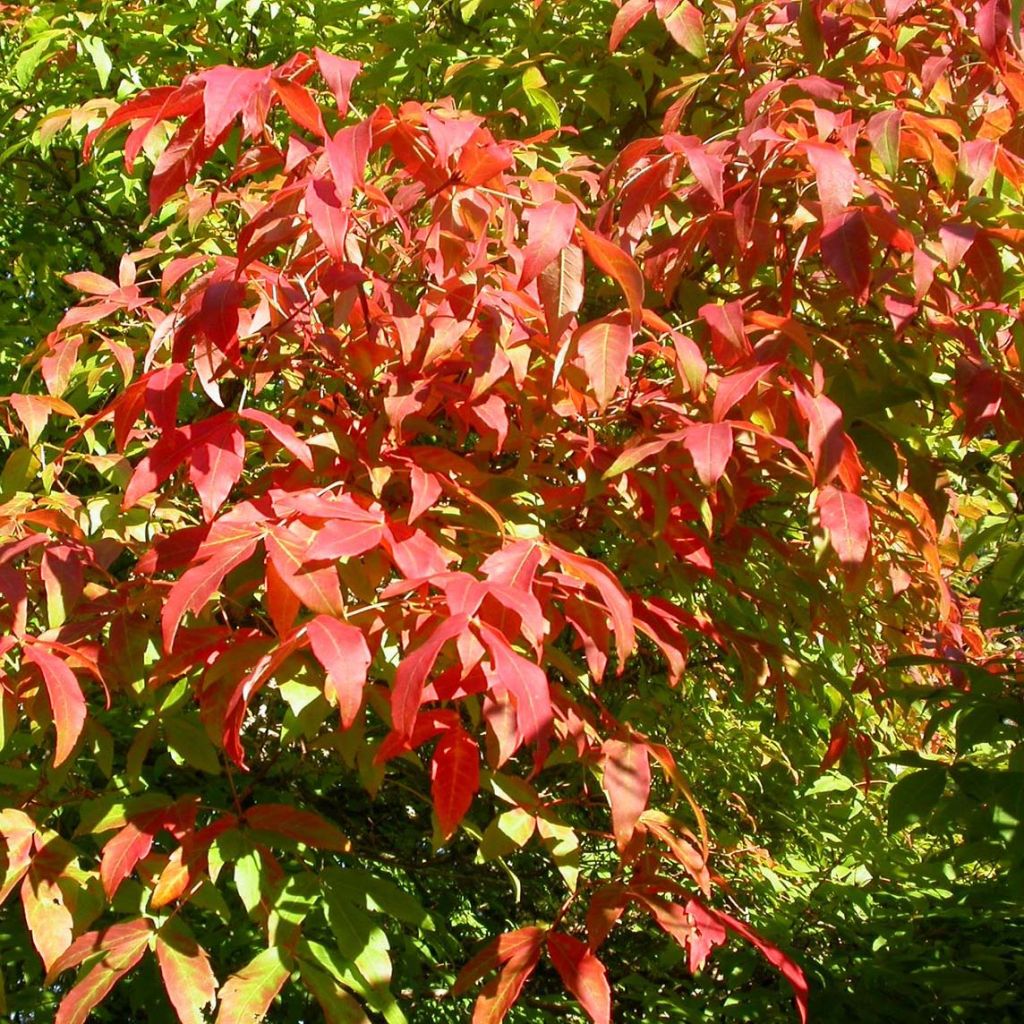 Dreiblütiger Ahorn - Acer triflorum