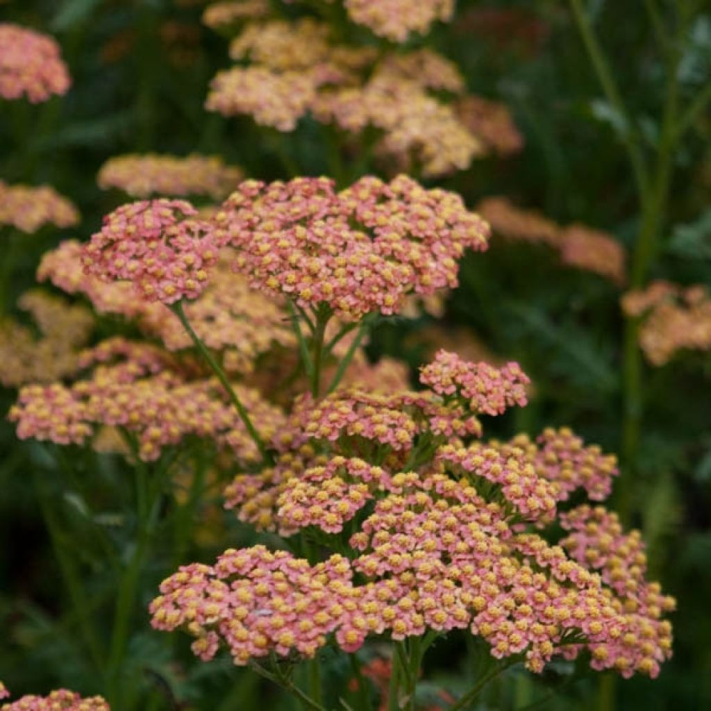 Achillea millefolium Walter Funcke - Gemeine Schafgarbe