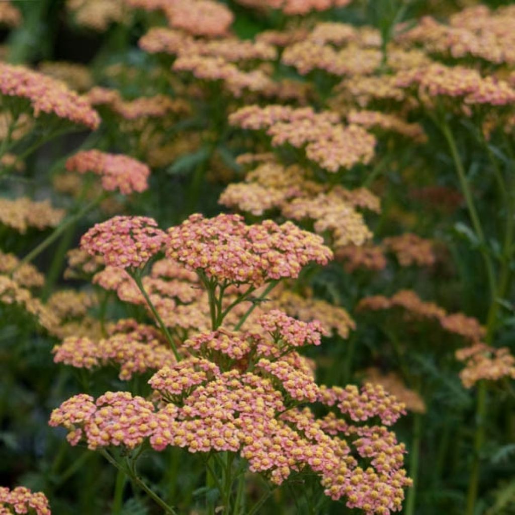 Achillea millefolium Walter Funcke - Gemeine Schafgarbe