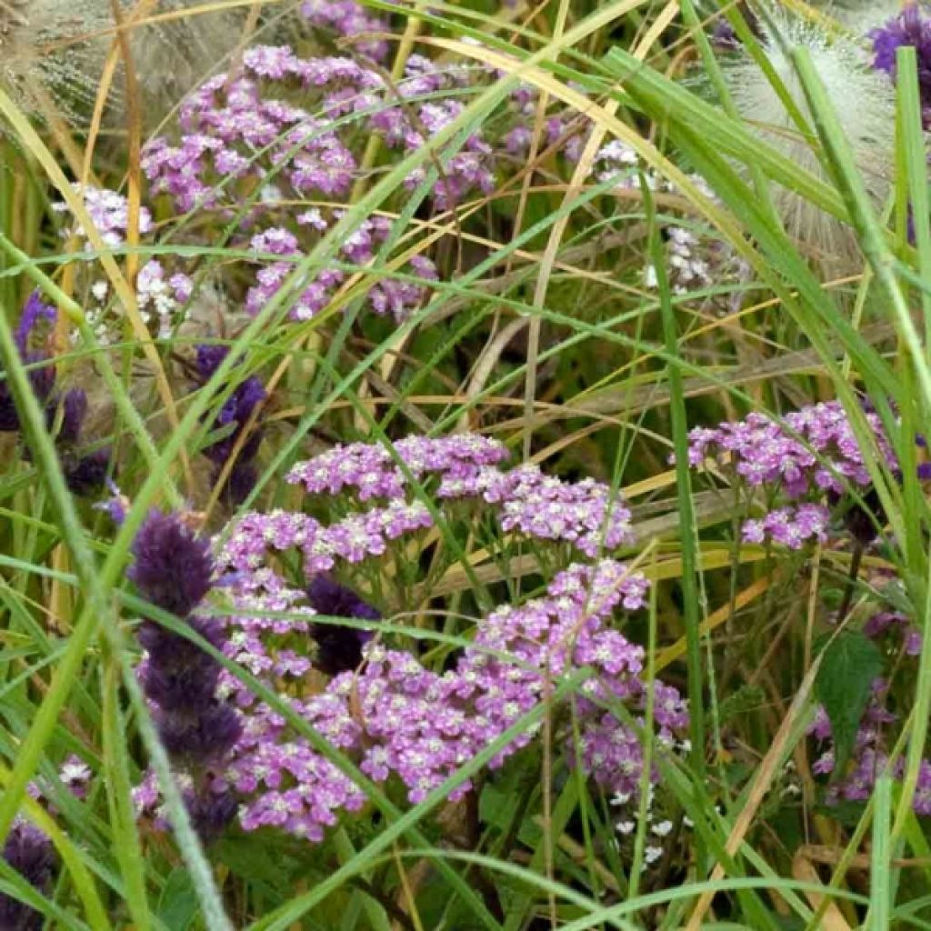 Achillea millefolium Chamois - Gemeine Schafgarbe