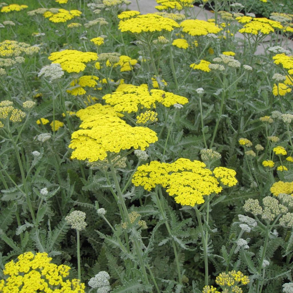 Achillea Moonshine - Filzige Schafgarbe