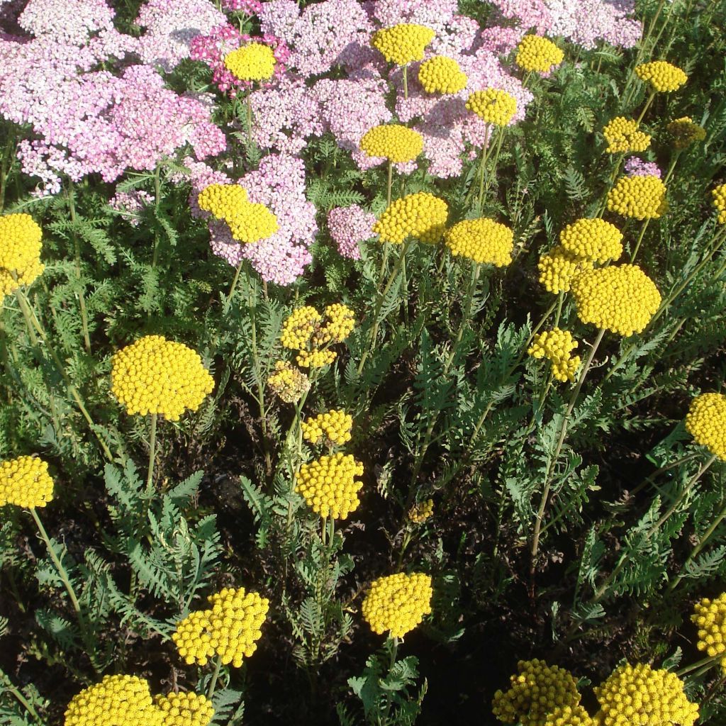 Achillea filipendulina Parker's Variety - Hohe Gelbe Schafgarbe