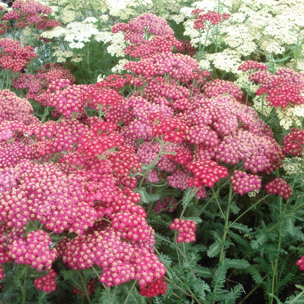 Achillea millefolium Red Velvet - Gemeine Schafgarbe