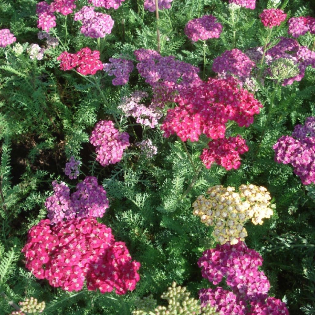 Achillea millefolium Saucy Seduction - Gemeine Schafgarbe