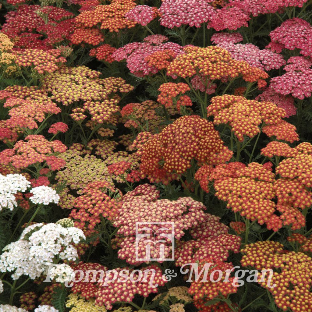 Achillea millefolium Summer Berries F2 Hybrid (Samen) - Gemeine Schafgarbe