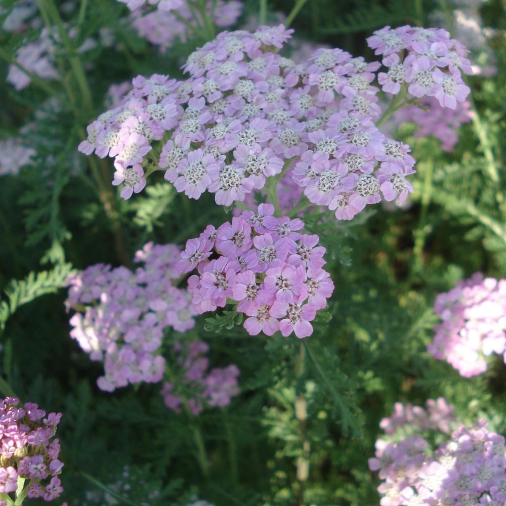 Achillea millefolium Wonderful Wampee - Gemeine Schafgarbe