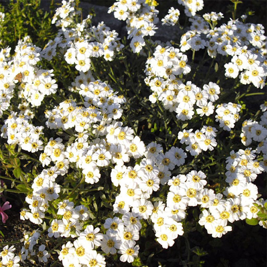 Achillea ageratifolia - Achillée à feuilles d'agérate