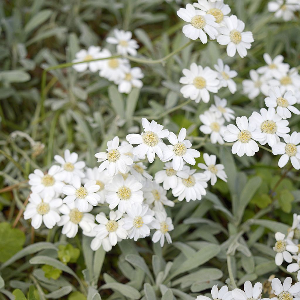 Achillea ageratifolia - Dalmatiner-Silber-Garbe