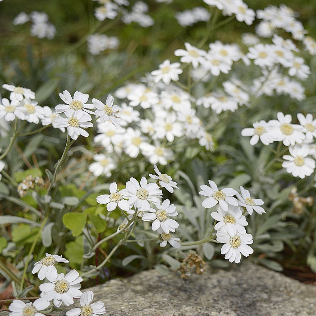 Achillea ageratifolia - Dalmatiner-Silber-Garbe