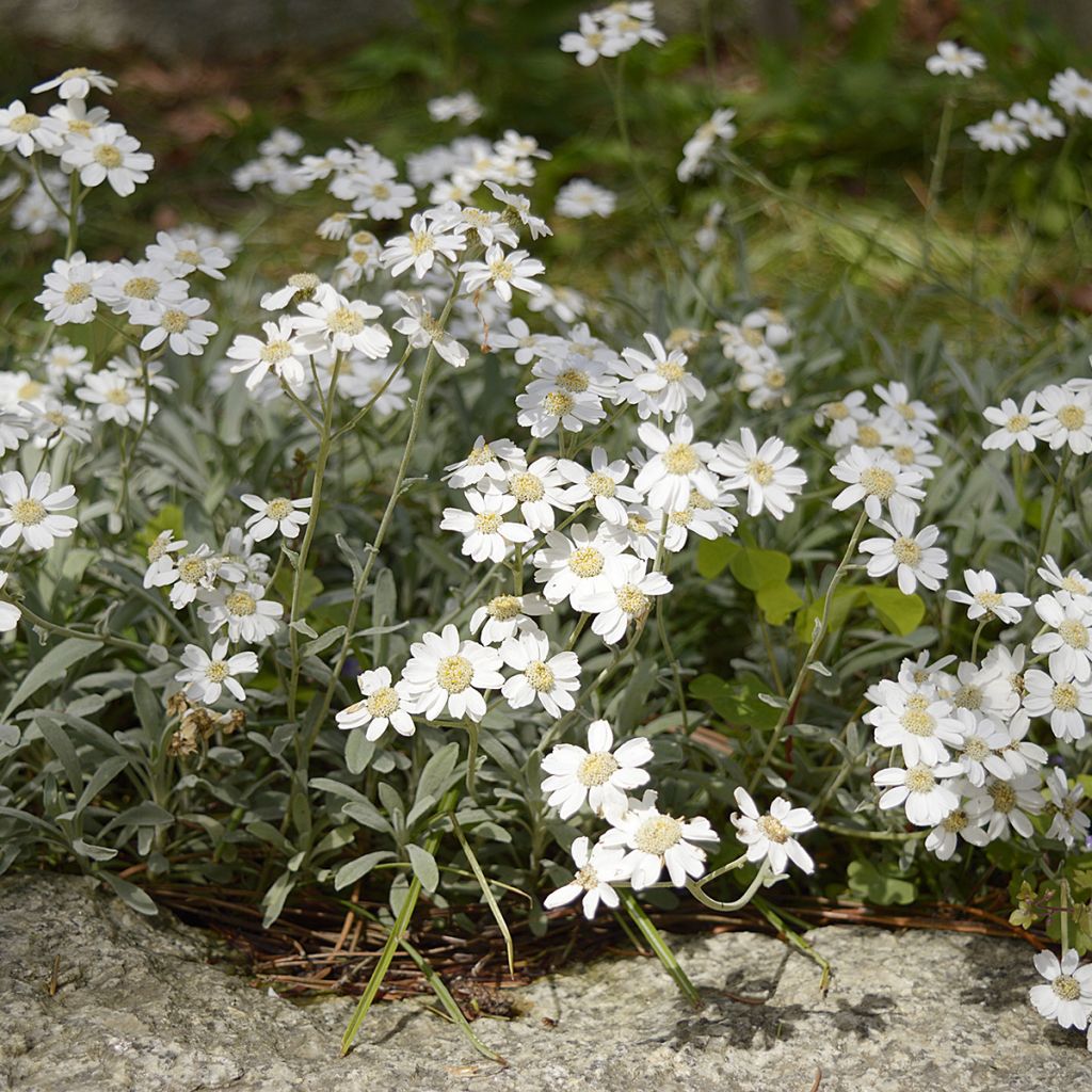 Achillea ageratifolia - Dalmatiner-Silber-Garbe