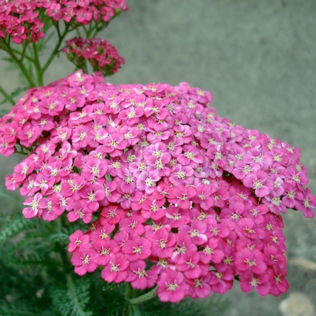 Achillea asplenifolia - Gewöhnliche Schafgarbe