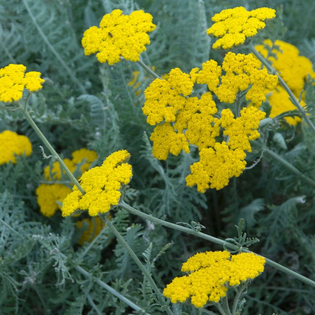 Achillea clypeolata - Goldquirl-Garbe