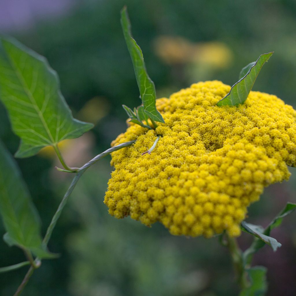 Achillea clypeolata - Goldquirl-Garbe