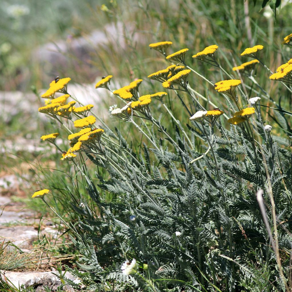 Achillea clypeolata - Goldquirl-Garbe