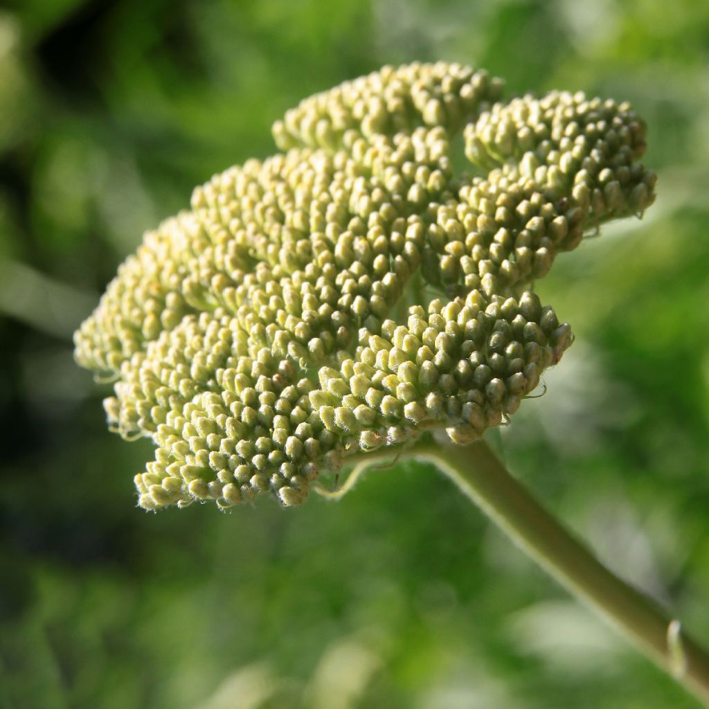 Achillea clypeolata - Goldquirl-Garbe