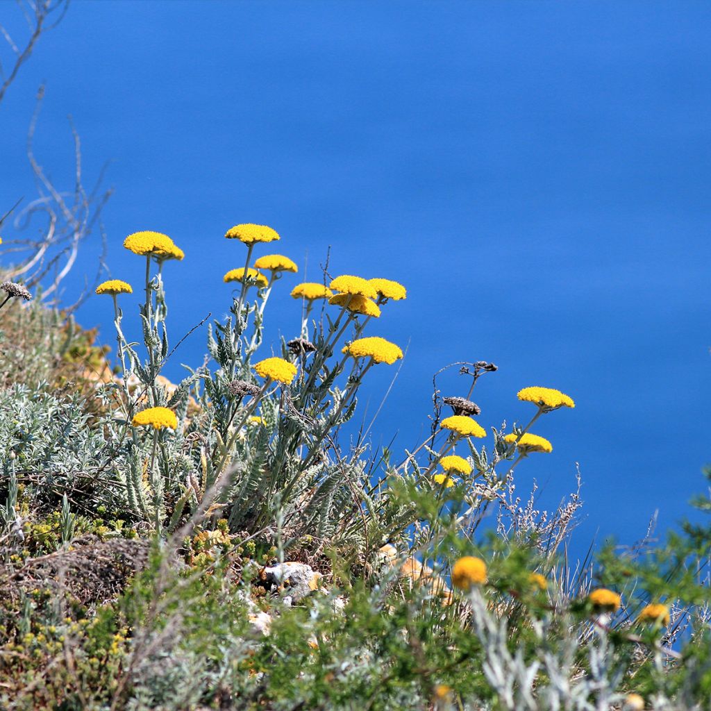 Achillea clypeolata - Goldquirl-Garbe