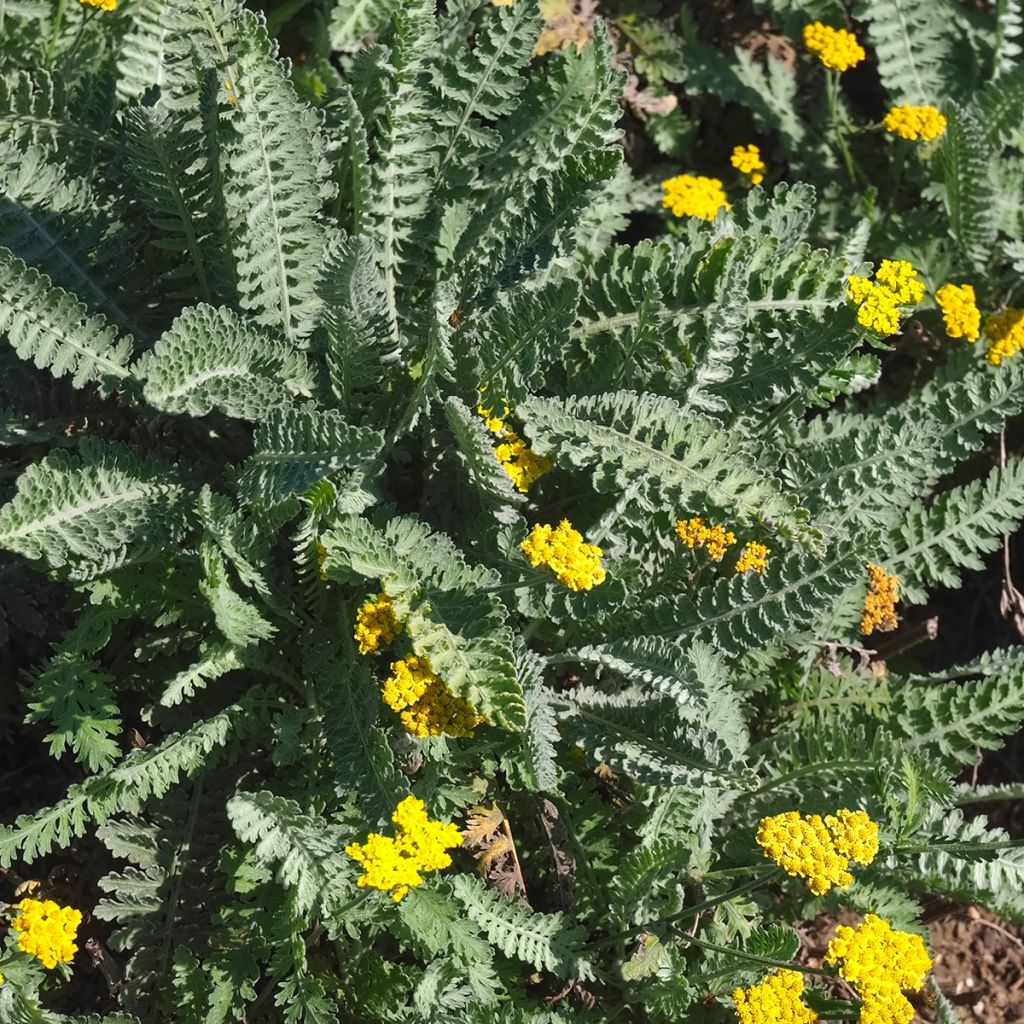 Achillea clypeolata - Goldquirl-Garbe