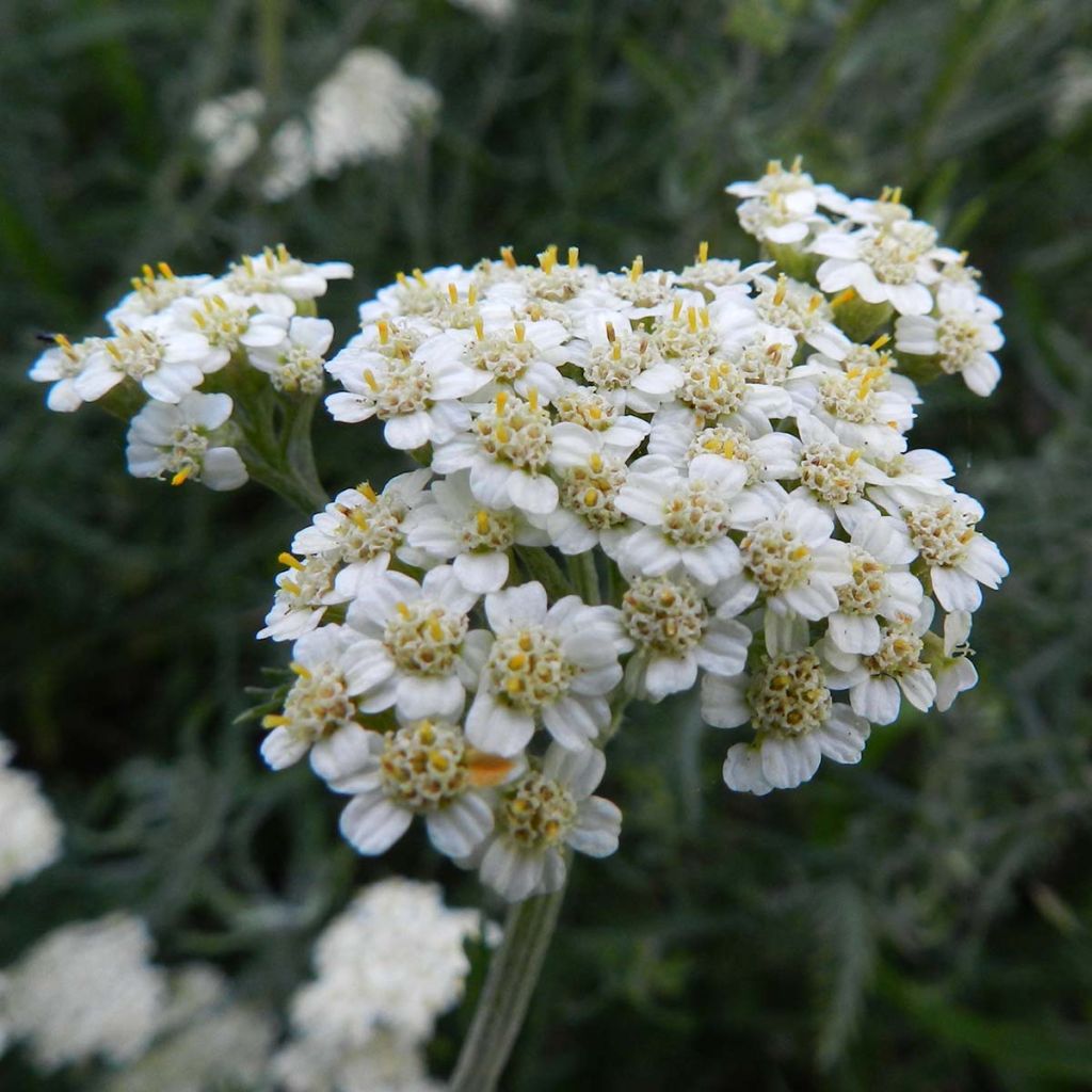 Achillée - Achillea crithmifolia