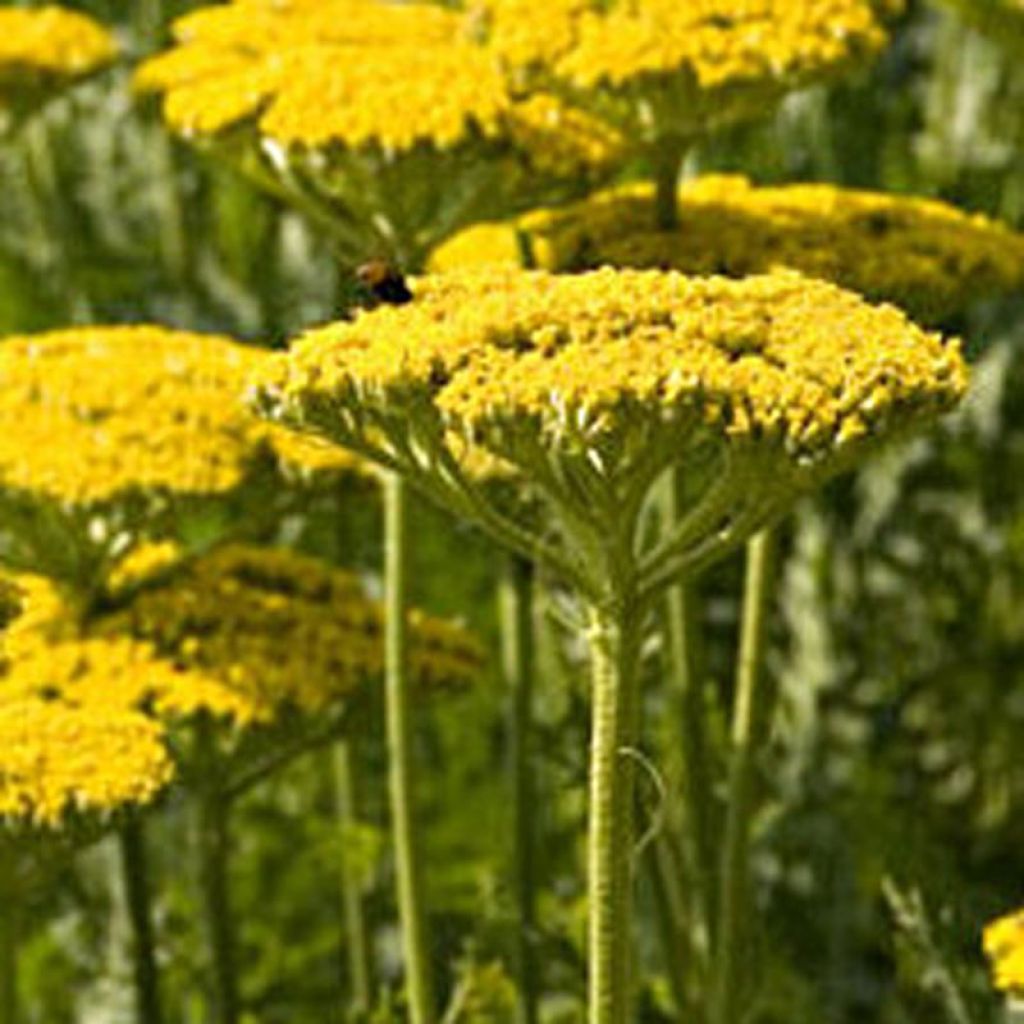 Achillea filipendulina Golden Plate - Hohe Gelbe Schafgarbe