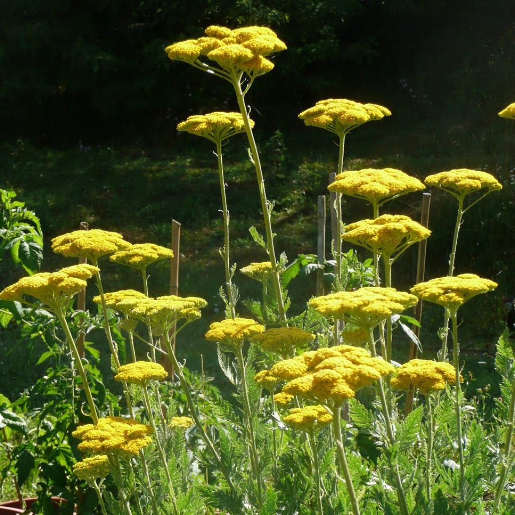 Achillea fillipendulina Cloth of Gold - Hohe Gelbe Schafgarbe