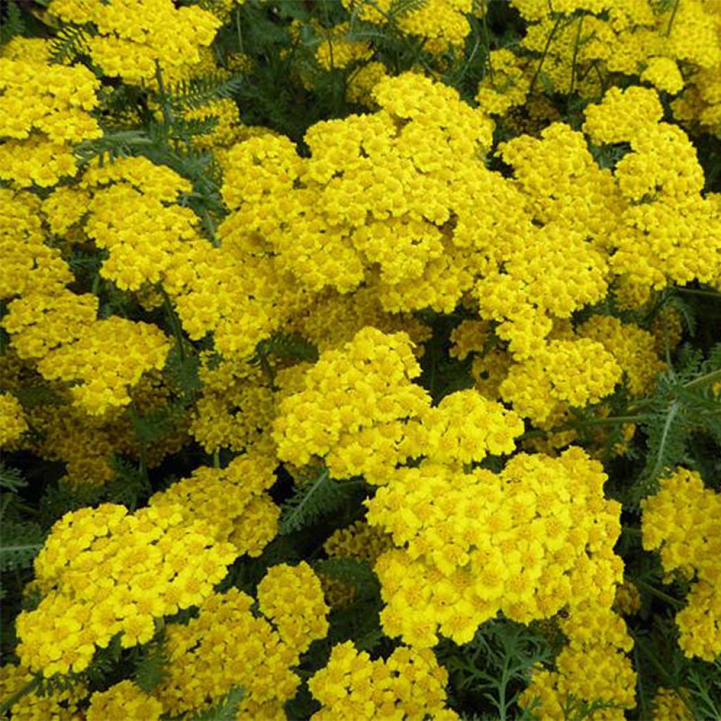 Achillea Little Moonshine - Filzige Schafgarbe