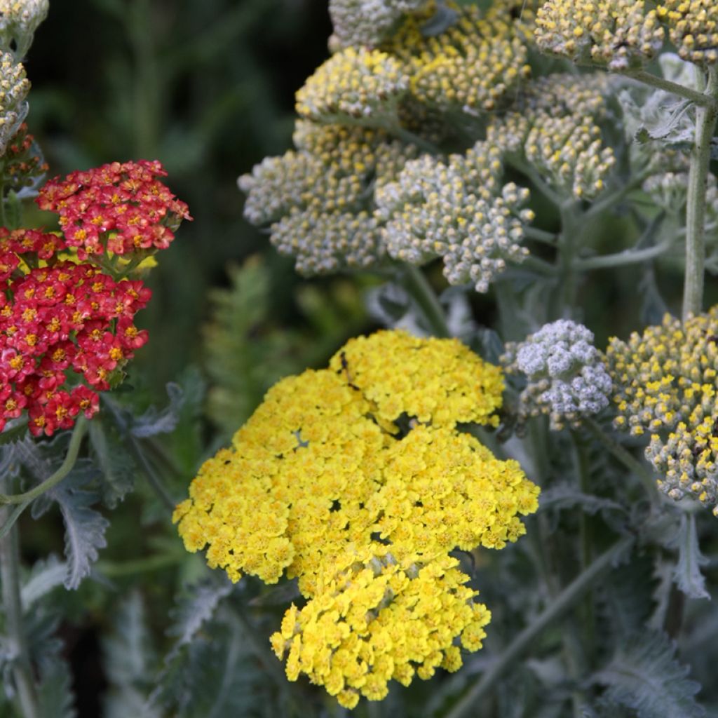 Achillea Little Moonshine - Filzige Schafgarbe