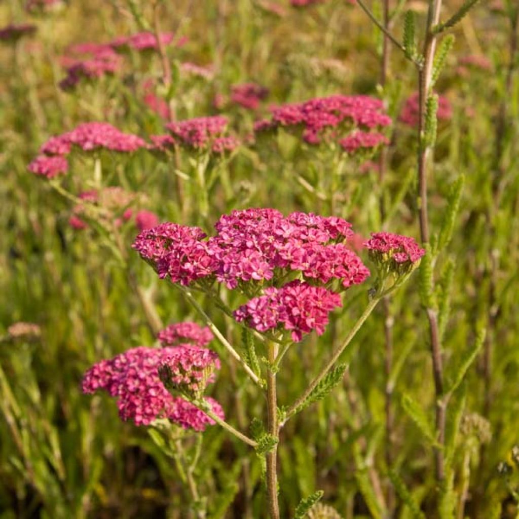 Achillea millefolium Velours - Gemeine Schafgarbe