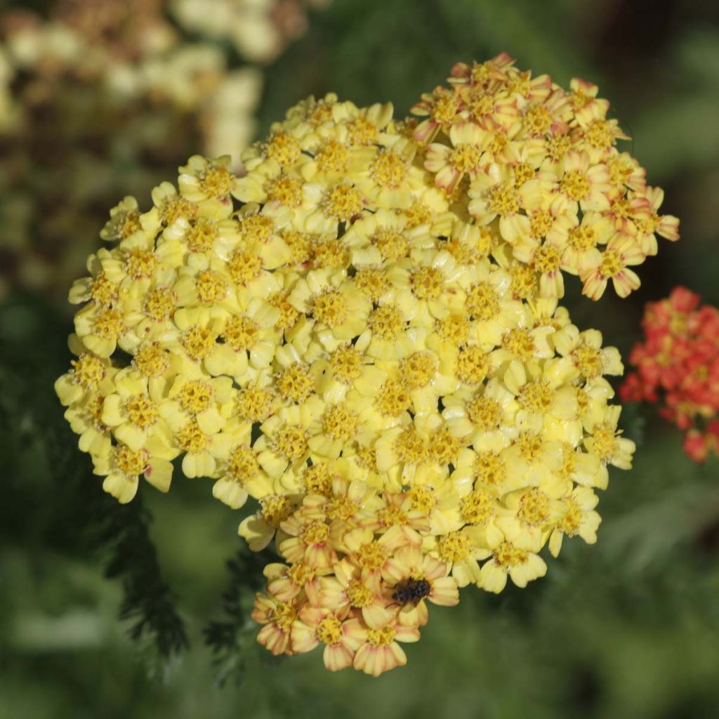 Achillea millefolium Desert Eve Terracotta - Gemeine Schafgarbe