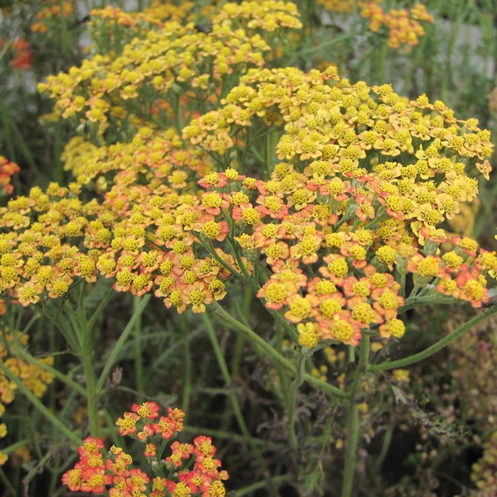 Achillea millefolium Feuerland - Gemeine Schafgarbe