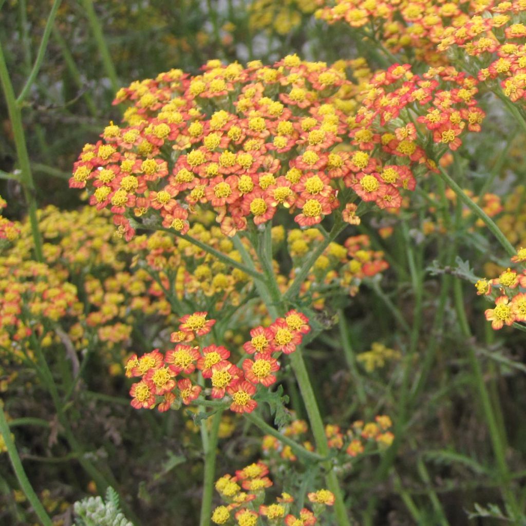 Achillea millefolium Feuerland - Achillée millefeuille